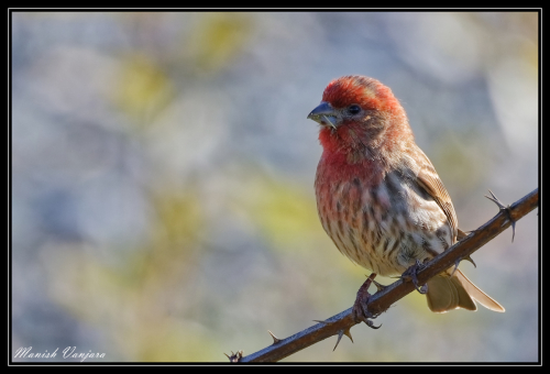 red-finch1