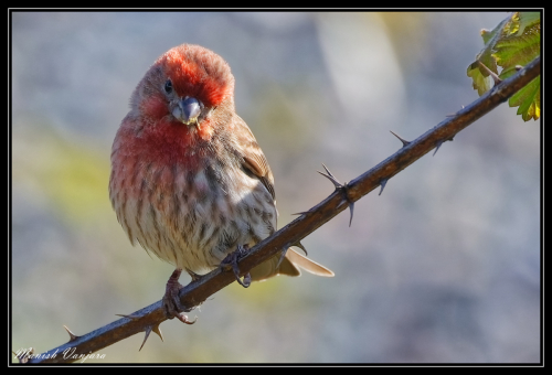 red-finch2