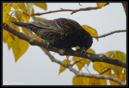 red-winged-blackbird-juvenile