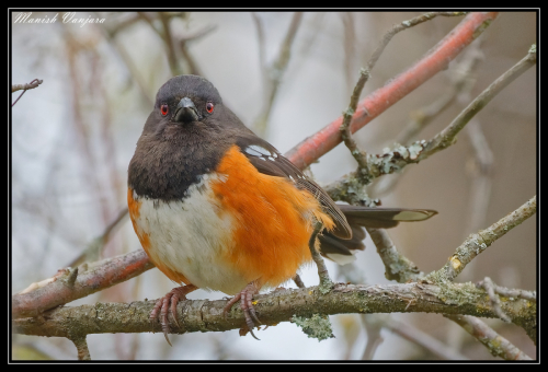 rufous-towhee1