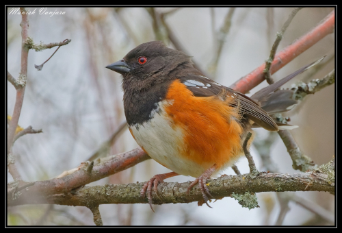 rufous-towhee2