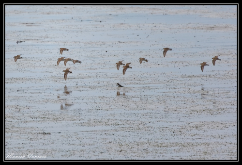 sand-piper-flight