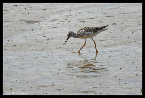 sand-piper