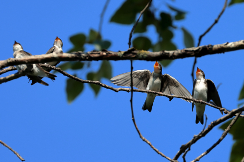 violet-green-swallow-juvenile