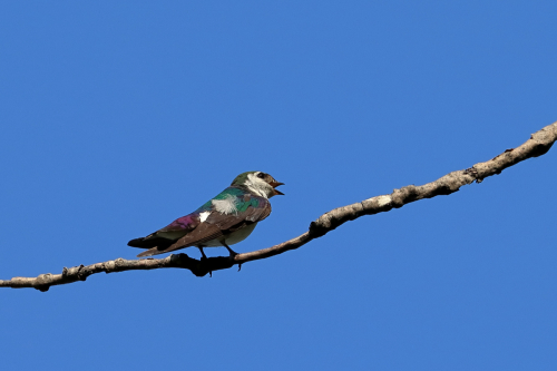 violet-green-swallow