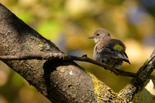 warbler-family-id-help-pls