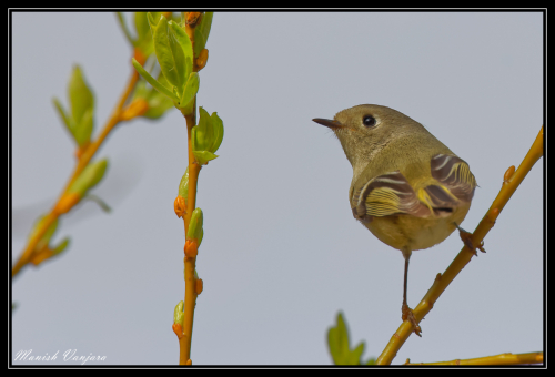 western-tanager-female1