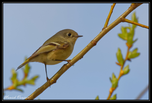 western-tanager-female2