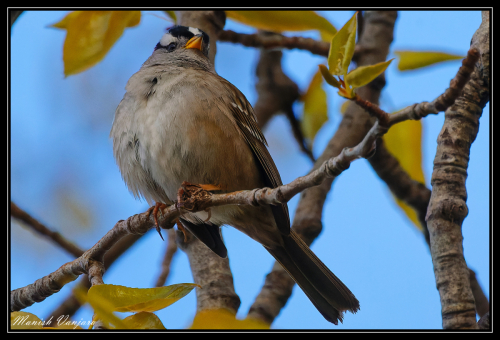 white-crown-sparron