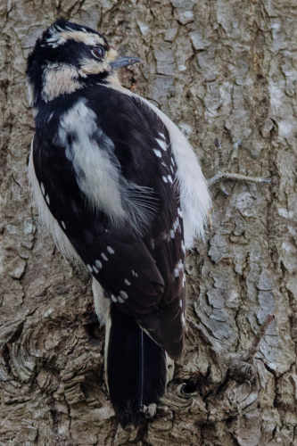 woodpecker-downy1