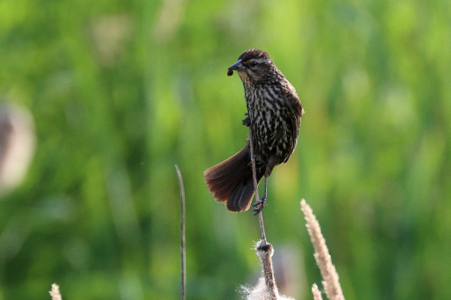 wren