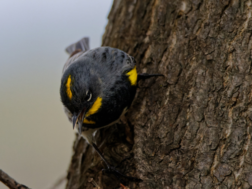 yellow-warbler2